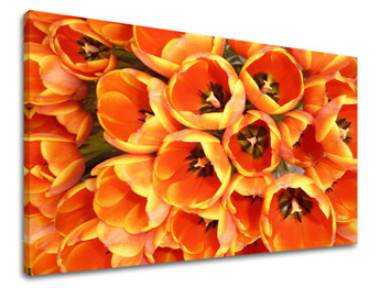 Zidna slika CVIJEĆE TULIPANI KV026E11