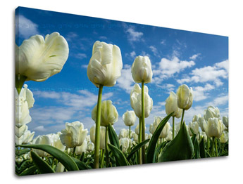 Zidna slika CVIJEĆE TULIPANI KV040E11