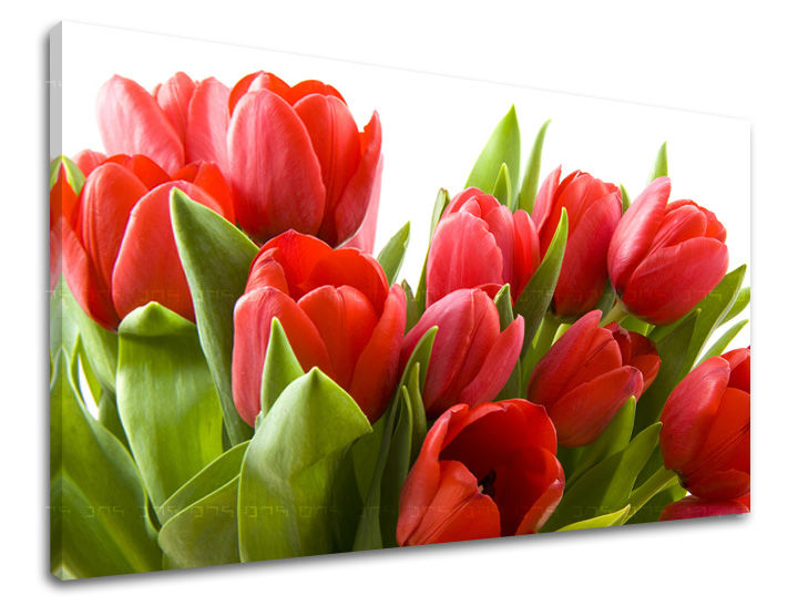 Zidna slika CVIJEĆE TULIPANI XOBKV120E11