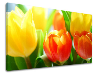 Zidna slika CVIJEĆE TULIPANI XOBKV140E11