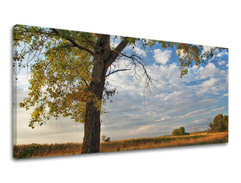 Zidna slika PANORAMA DRVEĆE ST016E13