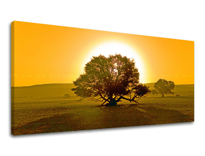 Zidna slika PANORAMA DRVEĆE ST024E13